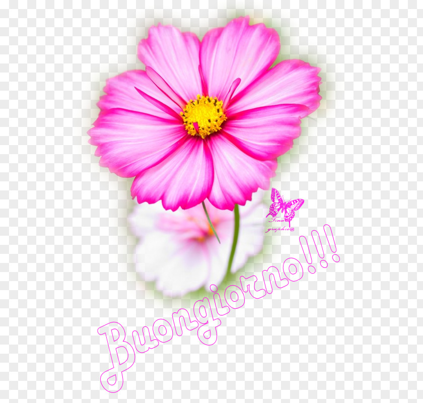 Cannel Garden Cosmos Annual Plant Koszmosz–460 Flower PNG