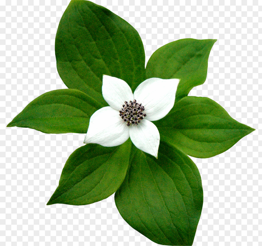 Flower Jasmine Digital Image Clip Art PNG