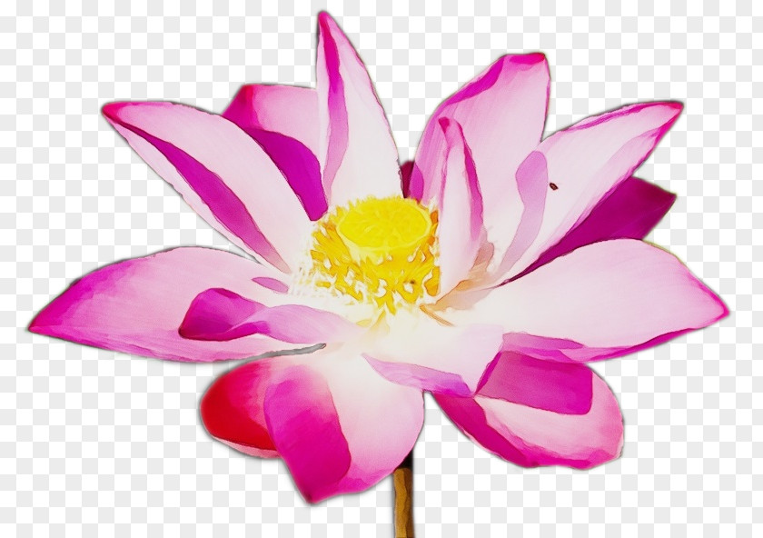 Herbaceous Plant Stem Pink Flower Cartoon PNG