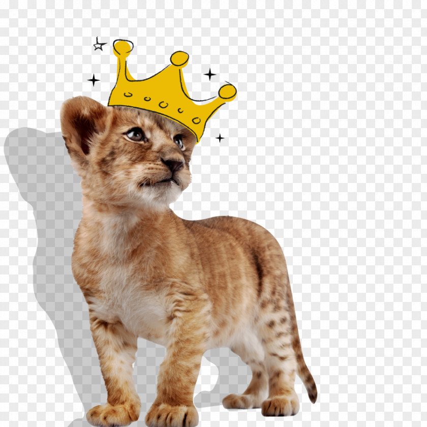 Lion White Stock Photography PNG