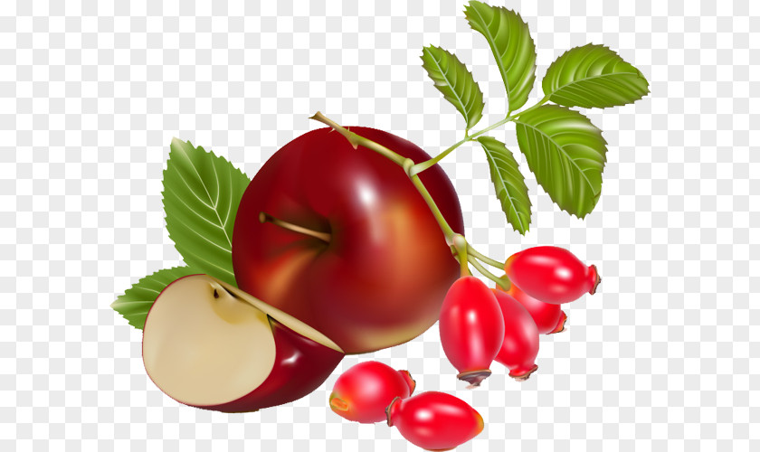 Tomatoes And Apples Tomato Euclidean Vector Rose Hip Illustration PNG