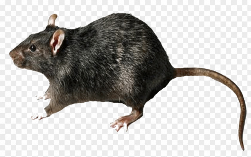 Trap Rat Clip Art Rodent Brown Desktop Wallpaper PNG