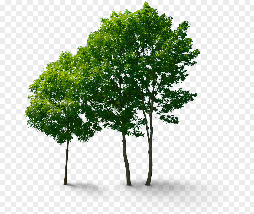 Tree Branch Stock Photography PNG