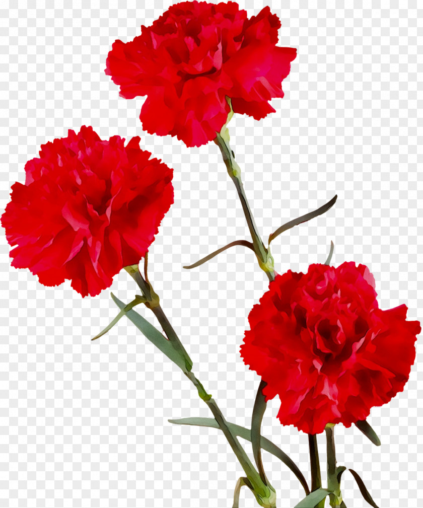 Carnation Cut Flowers Four O'clocks Herbaceous Plant Stem PNG