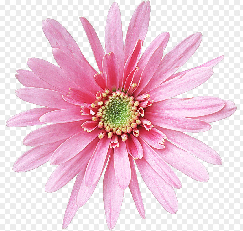 Cut Flowers Daisy PNG