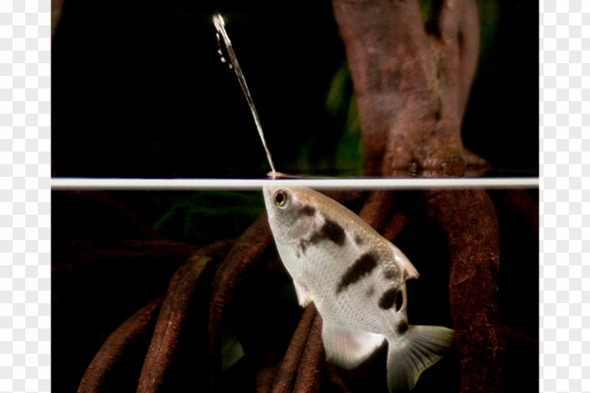 Fish Banded Archerfish Toxotes Chatareus Actinopterygii Perch-like Fishes PNG