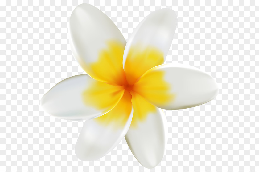Frangipani Flower Petal Clip Art PNG