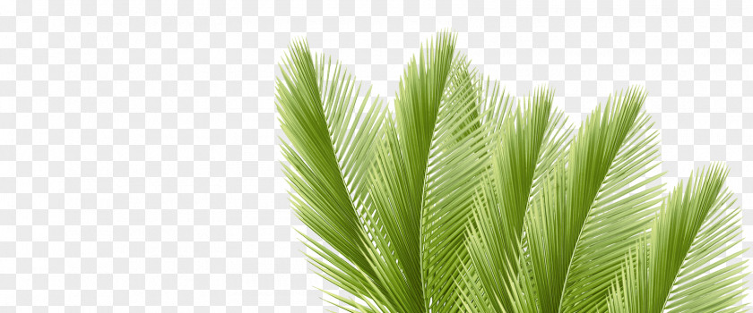 Palm Leaf Arecaceae Branch Coconut Water PNG