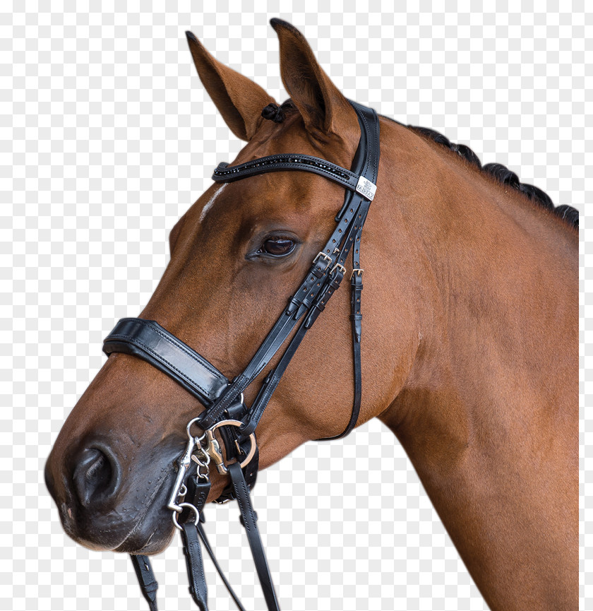 Son Double Bridle Horse Saddle Equestrian PNG