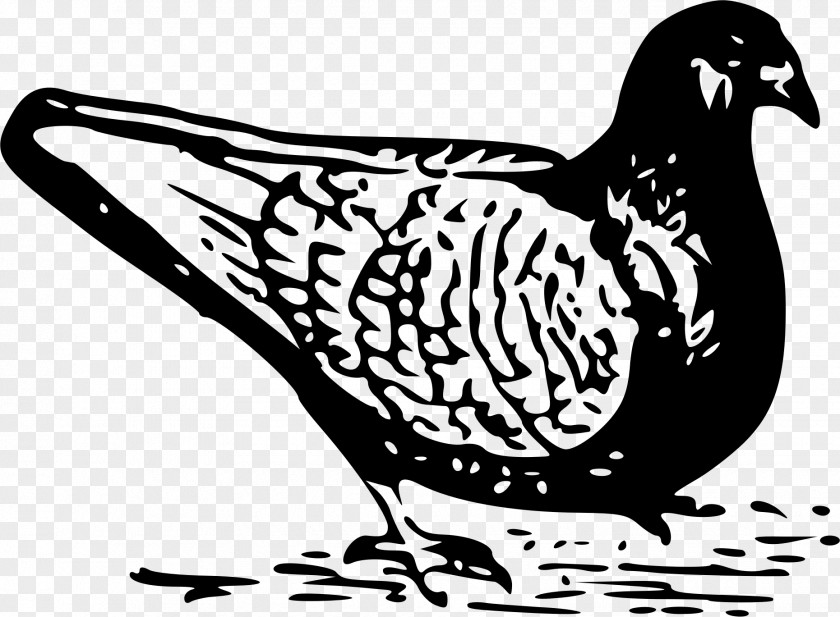 Clay Vector Columbidae Domestic Pigeon Bird Clip Art PNG