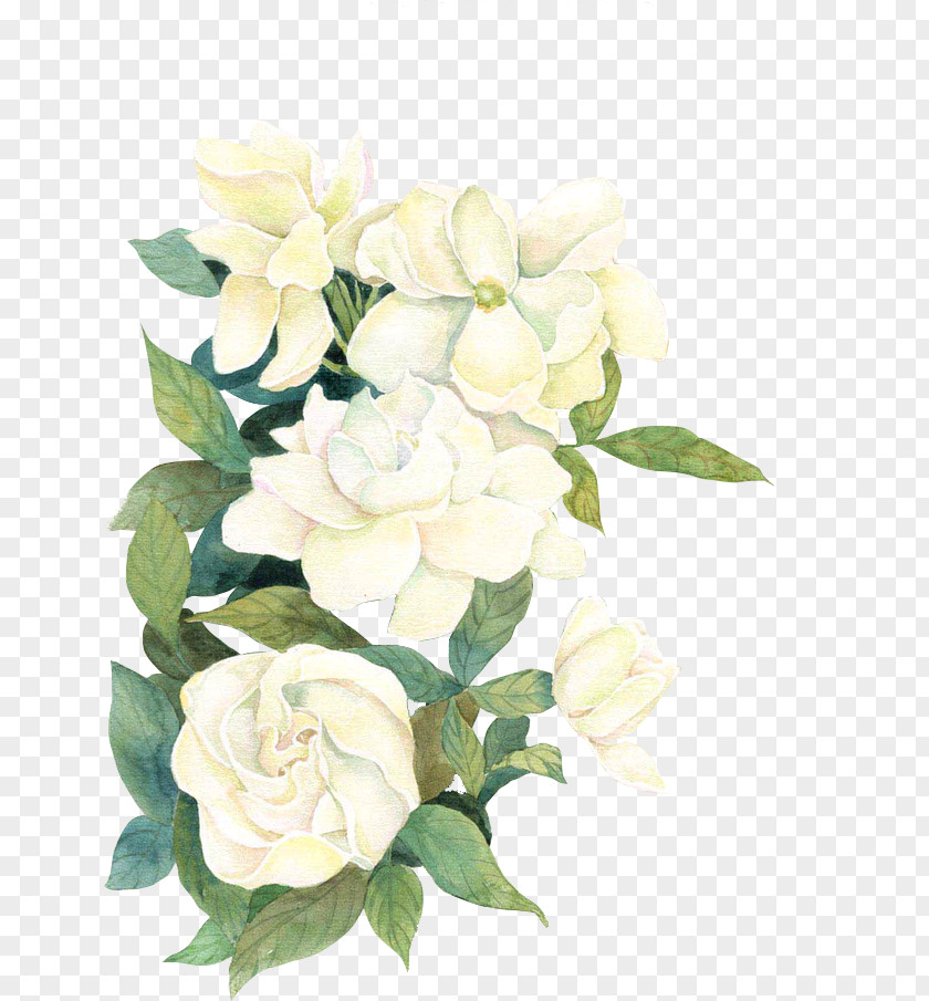 Flower Download If(we) PNG