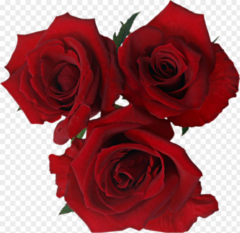 Red Rose Decorative Desktop Wallpaper Mobile Phones Flower Color PNG