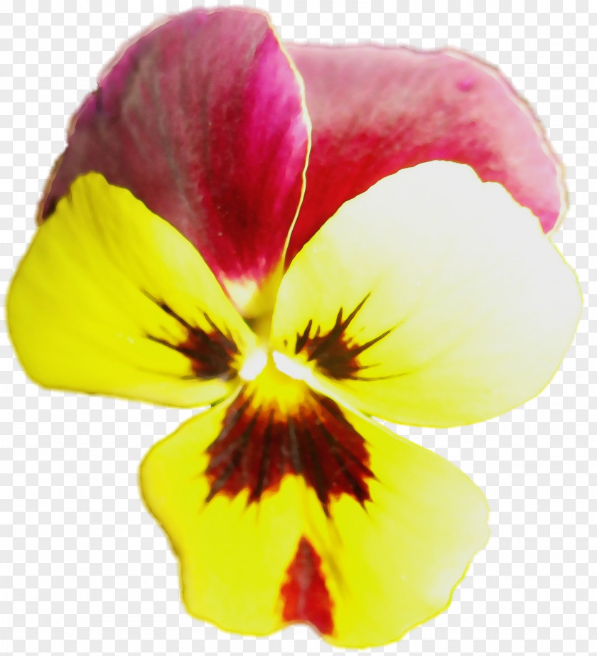 Viola Wildflower Flowering Plant Petal Flower Yellow Wild Pansy PNG
