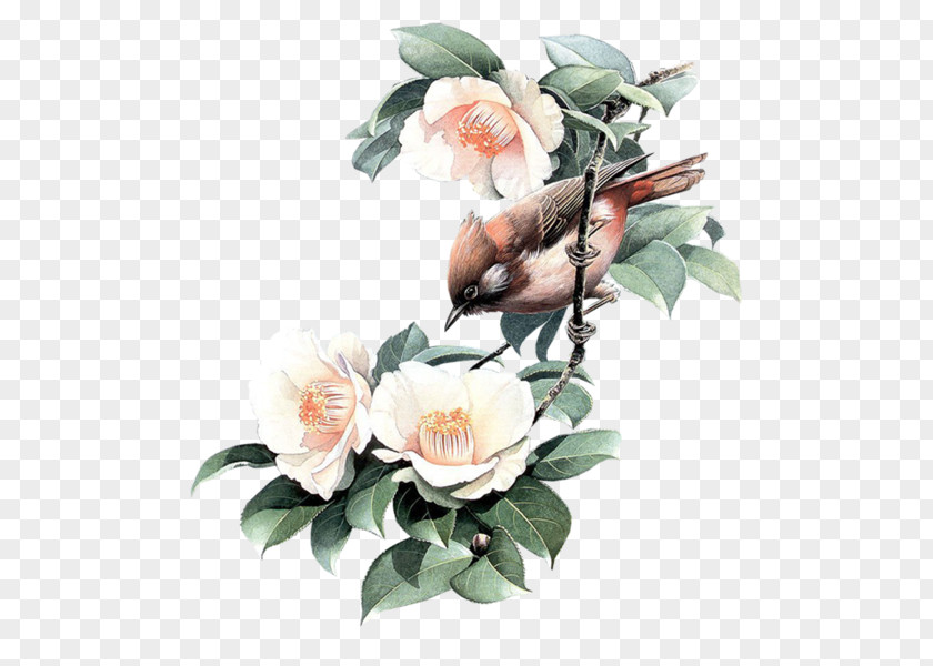 Bird Bird-and-flower Painting Garden Roses PNG