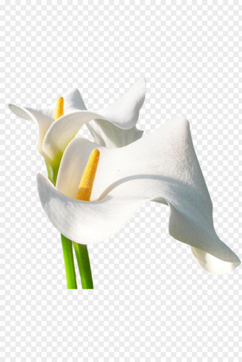 Flor Flower Arum-lily Centreestimatmolt PNG