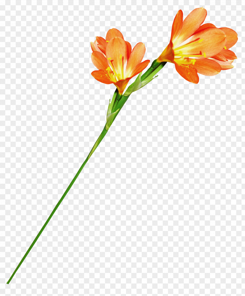 Flowers And Plants Flower Orange Stamen PNG