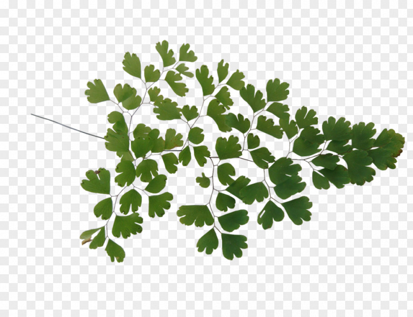 Leaf Vegetable TinyPic Clip Art PNG
