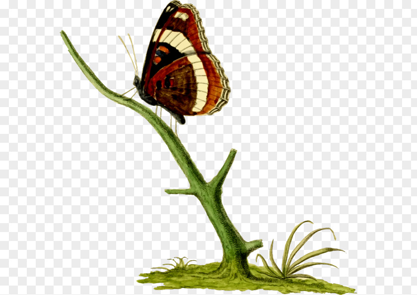 Red Butterfly Insect Limenitis Arthemis Clip Art PNG