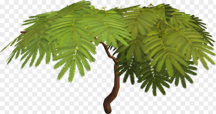 Tree Albizia Julibrissin Sensitive Plant Acacia Arecaceae PNG