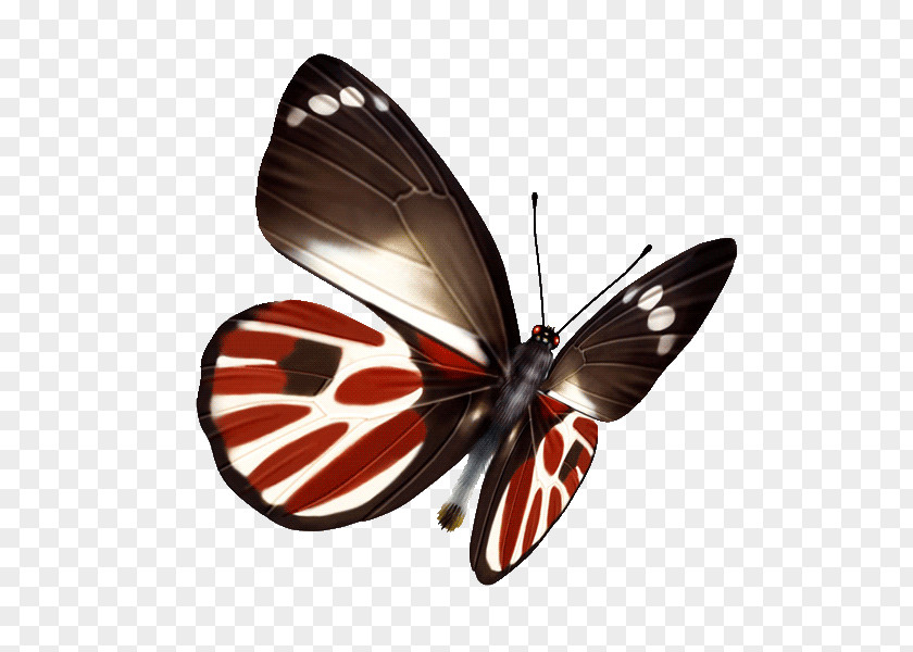 Butterfly White Point PNG
