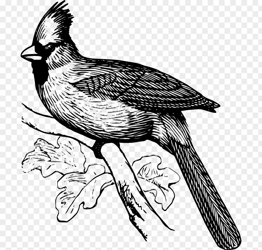 Falconiformes Perching Bird Line Drawing PNG