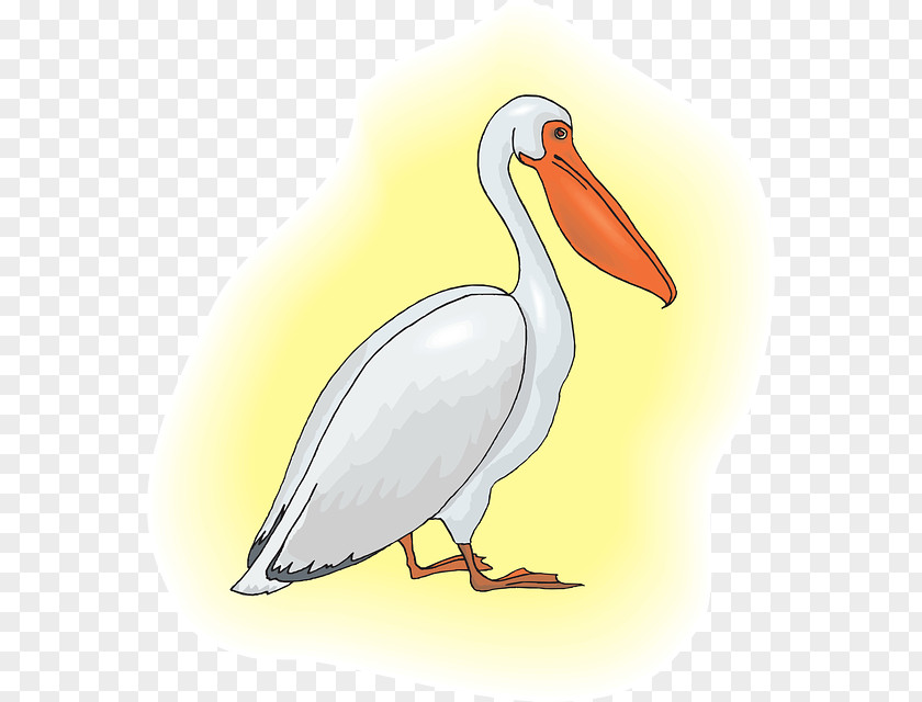 Pelican Clip Art PNG