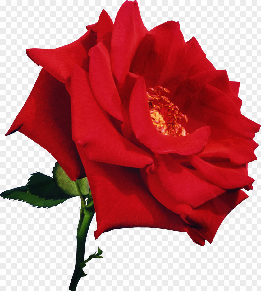 Rose Red Flower Pink White PNG