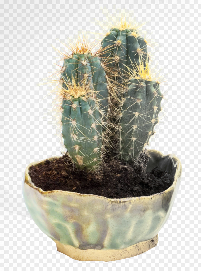 Cactus Image Prickly Pear Cactaceae PNG