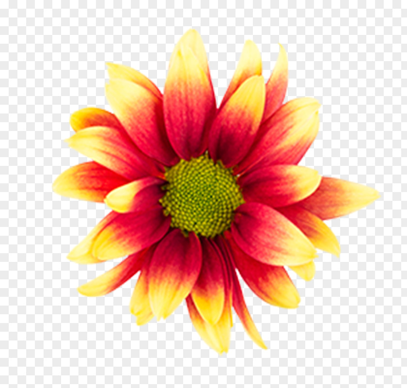 Chrysanthemum Flower Gaillardia Pulchella Petal PNG