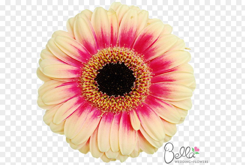 Daisy Wedding Transvaal Flower Bouquet Cut Flowers Common PNG