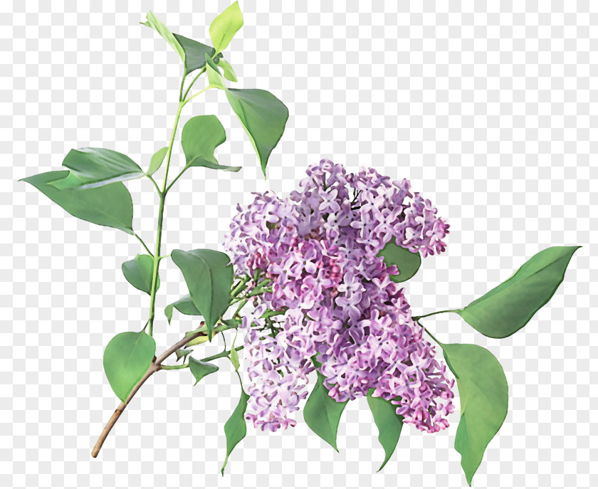 Flower Lilac Plant Purple PNG