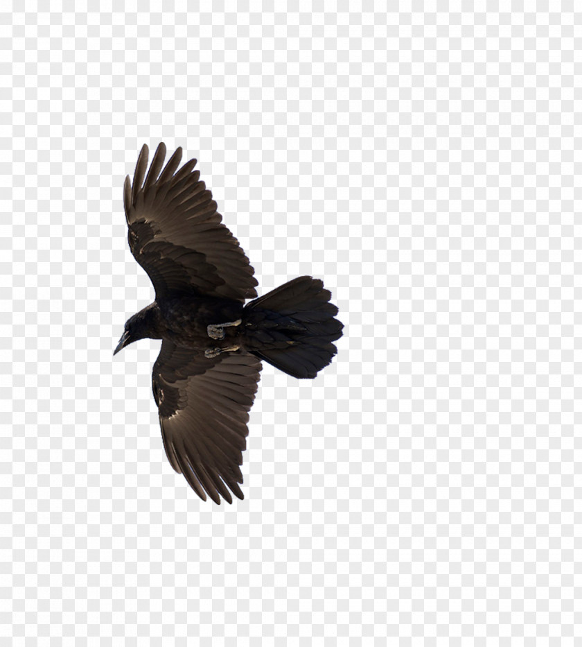 Flying Crow American Common Raven Bird Flight PNG