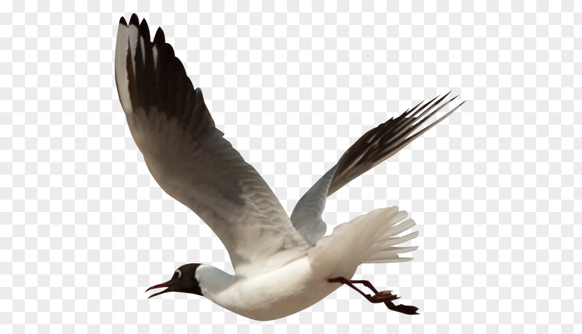 Flying Pigeon Creative Bird Gulls Pelican Heron Flamingos PNG