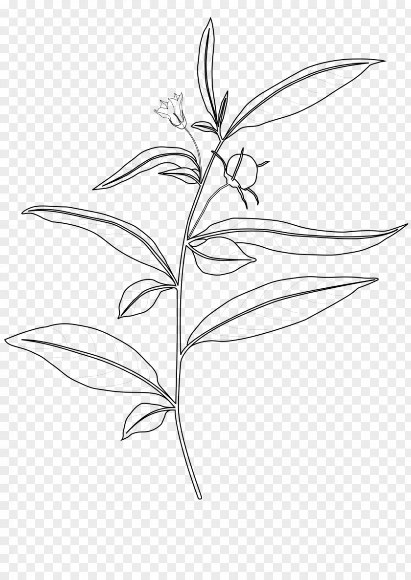 Kaari Capsicum Lanceolatum Nightshade Baccatum Flower PNG