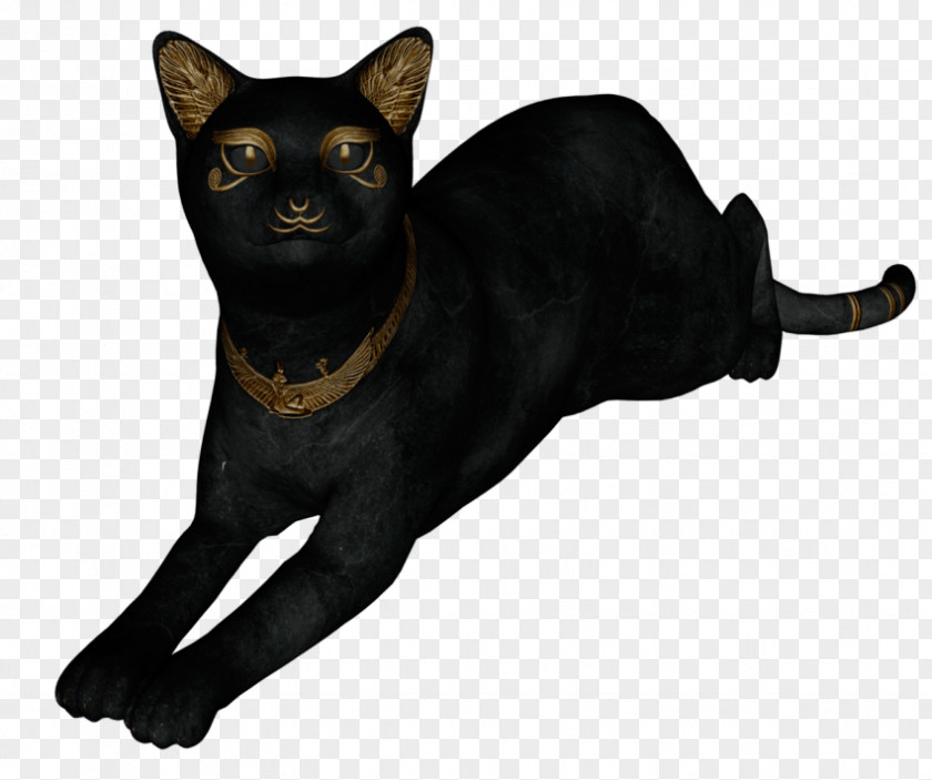 Kitten Black Cat Bombay Malayan Havana Brown Egyptian Mau PNG