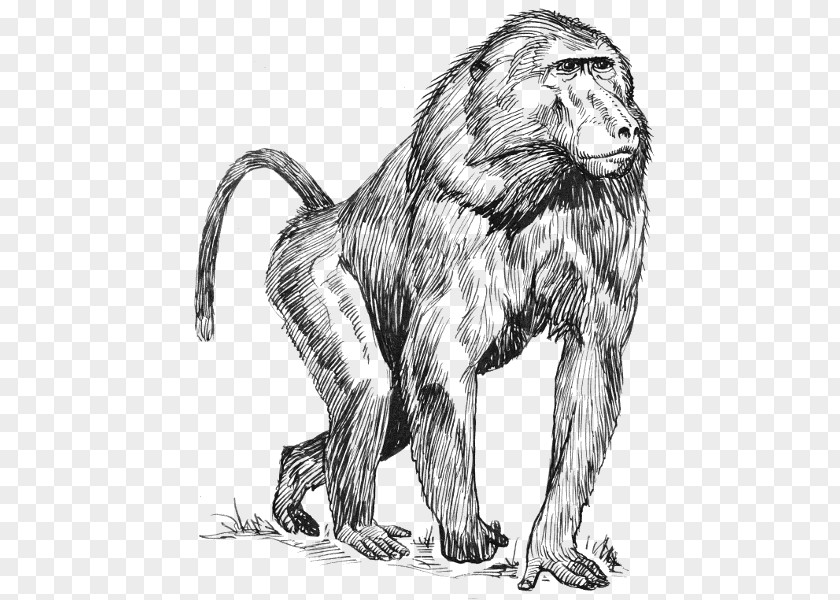 Monkey Mandrill Drawing Hamadryas Baboon Clip Art PNG