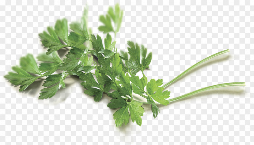 Parsley PNG