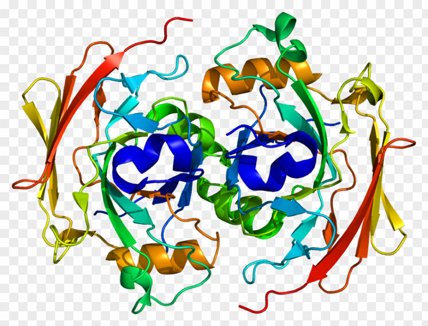 Protein Receptor Kinase Enzyme Fumarylacetoacetate Hydrolase PNG