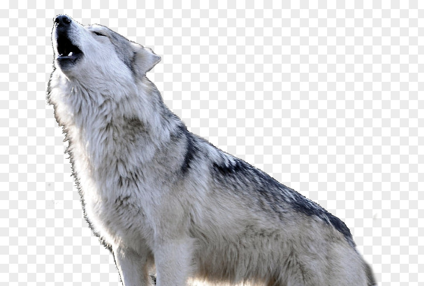 Wolf Spirit Saarloos Wolfdog Czechoslovakian Dog Breed Shamanism PNG