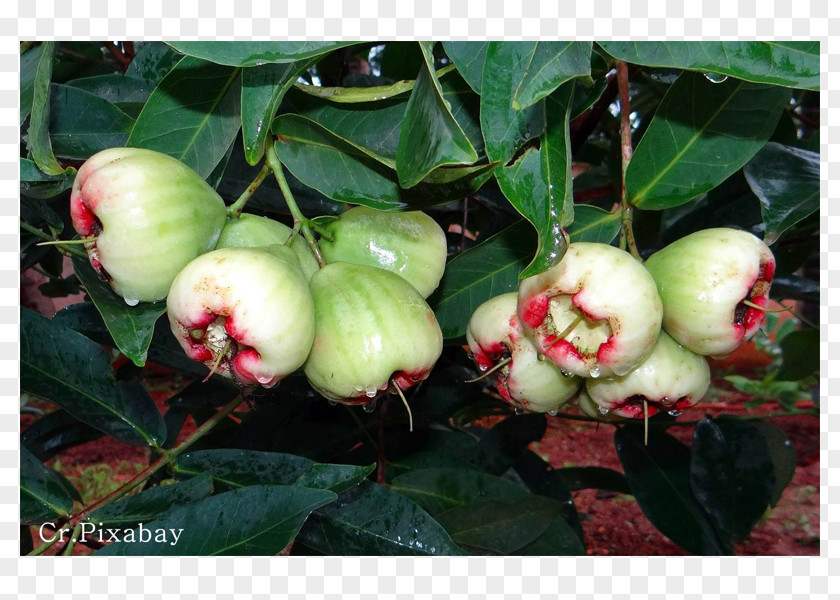 Apple Java Rose-apple Thai Cuisine Malay Fruit PNG