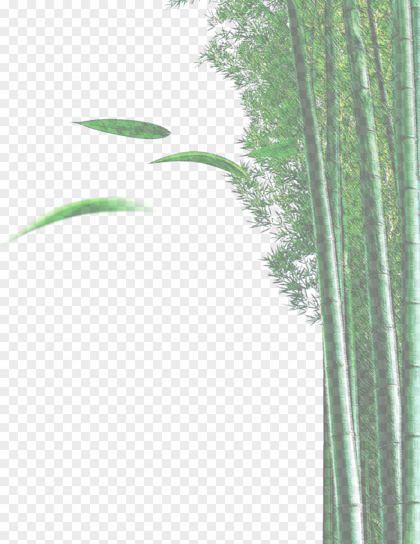 Bamboo Bamboe Euclidean Vector Plant PNG