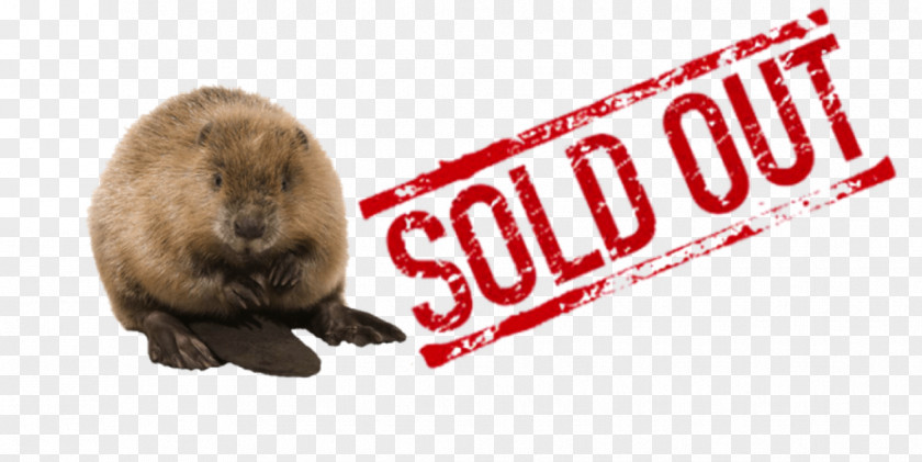 Beaver Mammal Fur Product Brand PNG