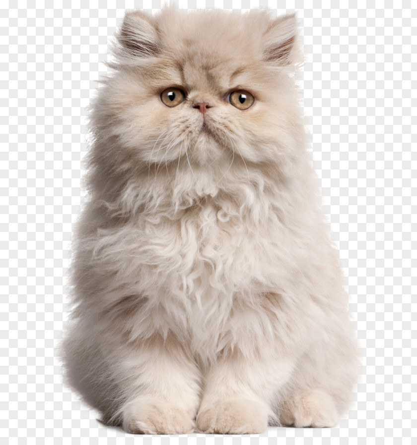 Cao Persian Cat Kitten Birman Classic Siamese PNG