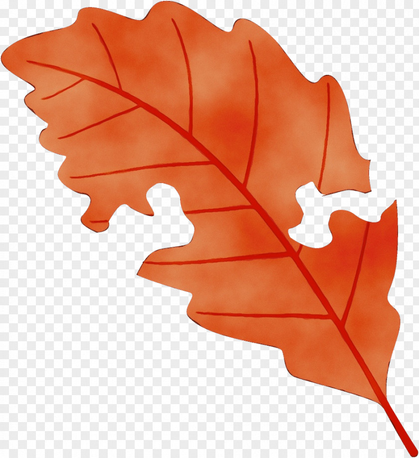 Deciduous Plane Maple Leaf PNG