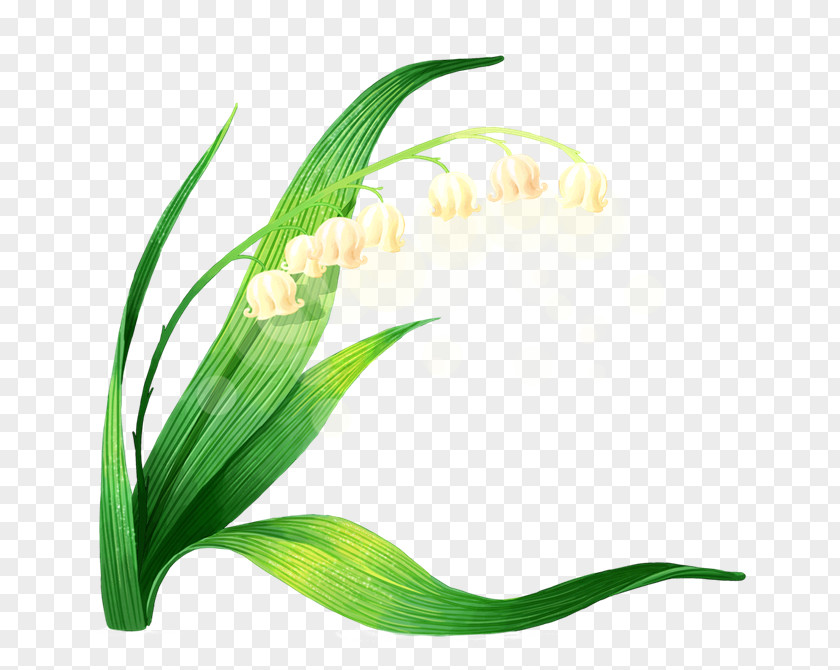 Lily Of The Valley Euclidean Vector Icon PNG
