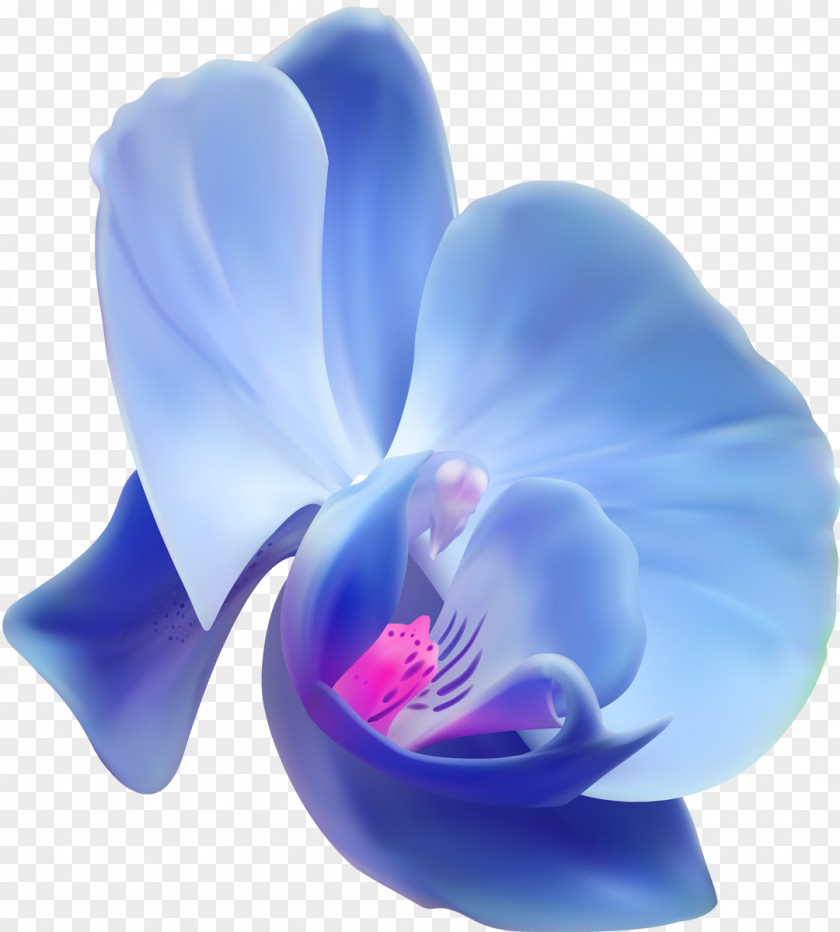 Orchid Orchids Flower Clip Art PNG