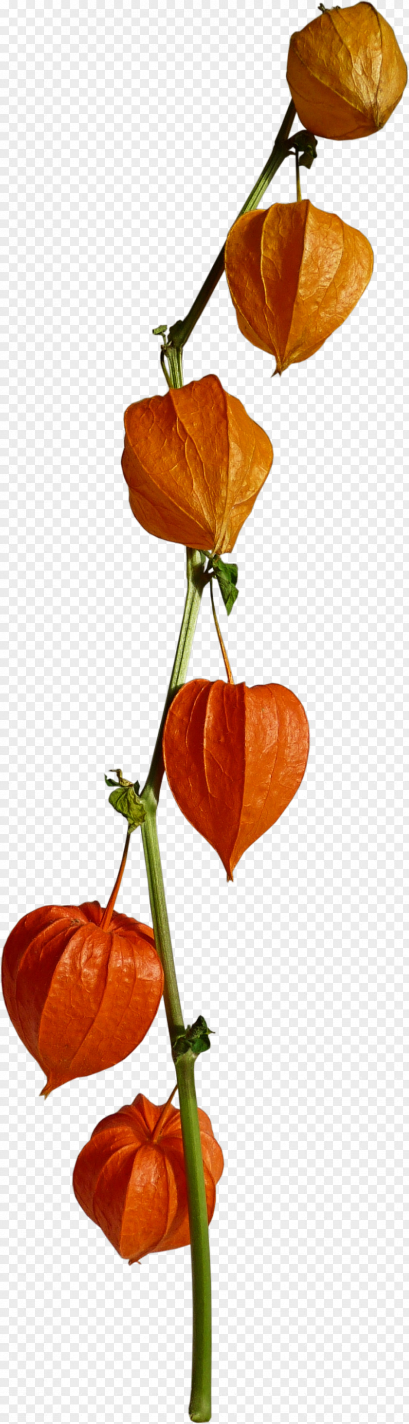 Physalis Image Vector Graphics Centerblog PNG
