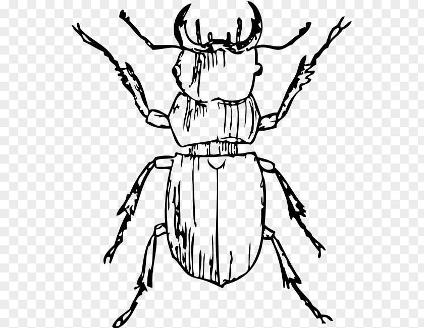 Beetle Black And White Clip Art PNG