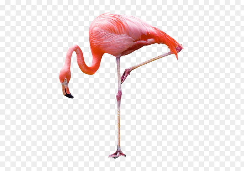 Flamingos Greater Flamingo Bird Stock Photography PNG