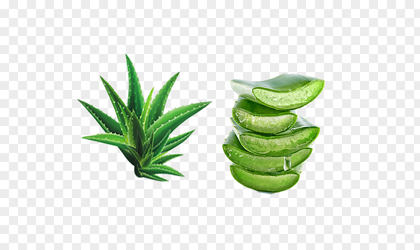 Fresh Green Aloe Vera Extract Gel Skin Moisture PNG